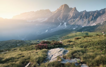 hills with flowers and mountains in the background