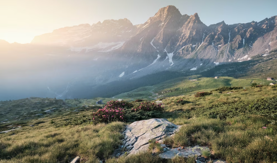 hills with flowers and mountains in the background