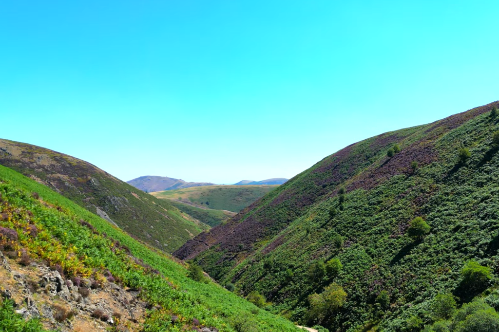 hills covered with tress and clear blue sky above