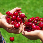 Two individuals holding cherries in their hands outdoors