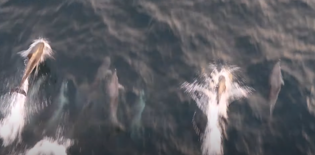 Dolphins swimming in the water