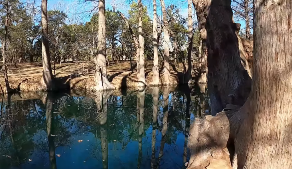 many trees near the blue lake